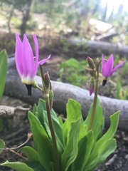 Primula tetrandra