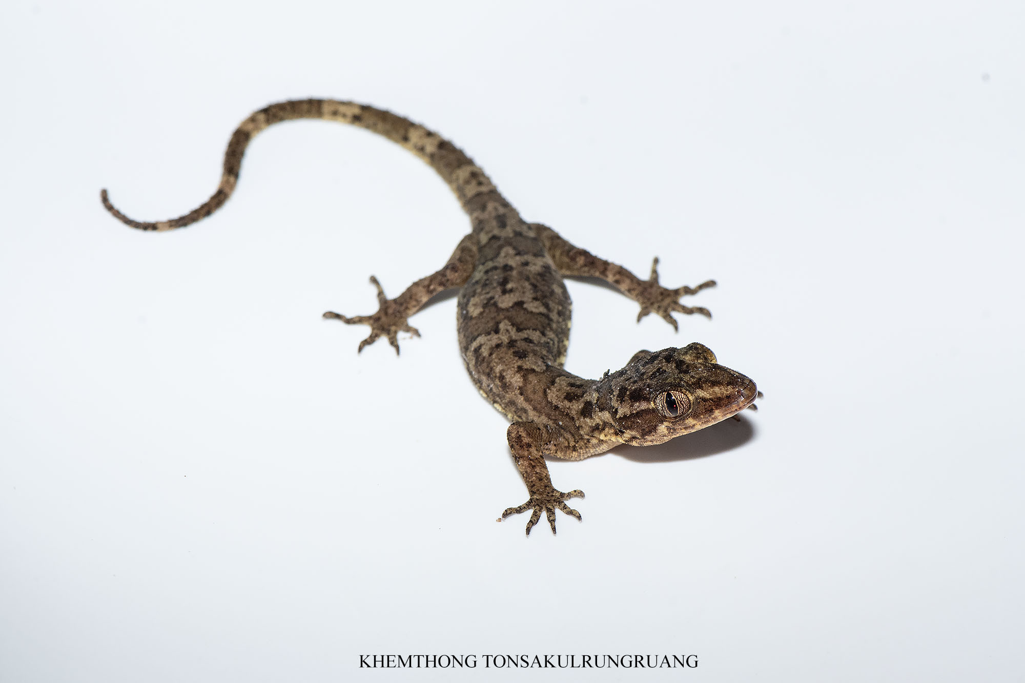 Thong Pha Phum Bent-Toed Gecko photo 4