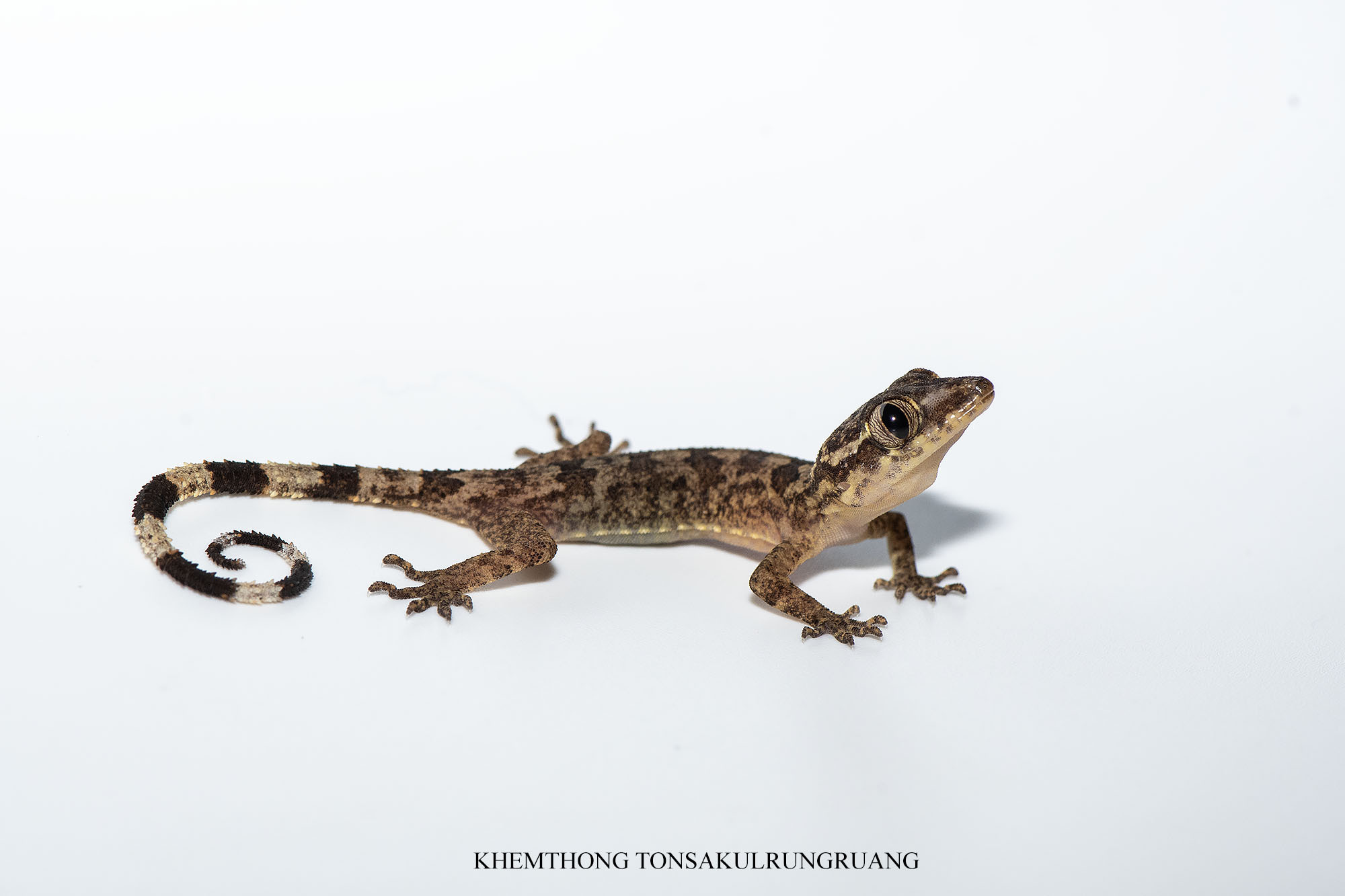 Thong Pha Phum Bent-Toed Gecko photo 3