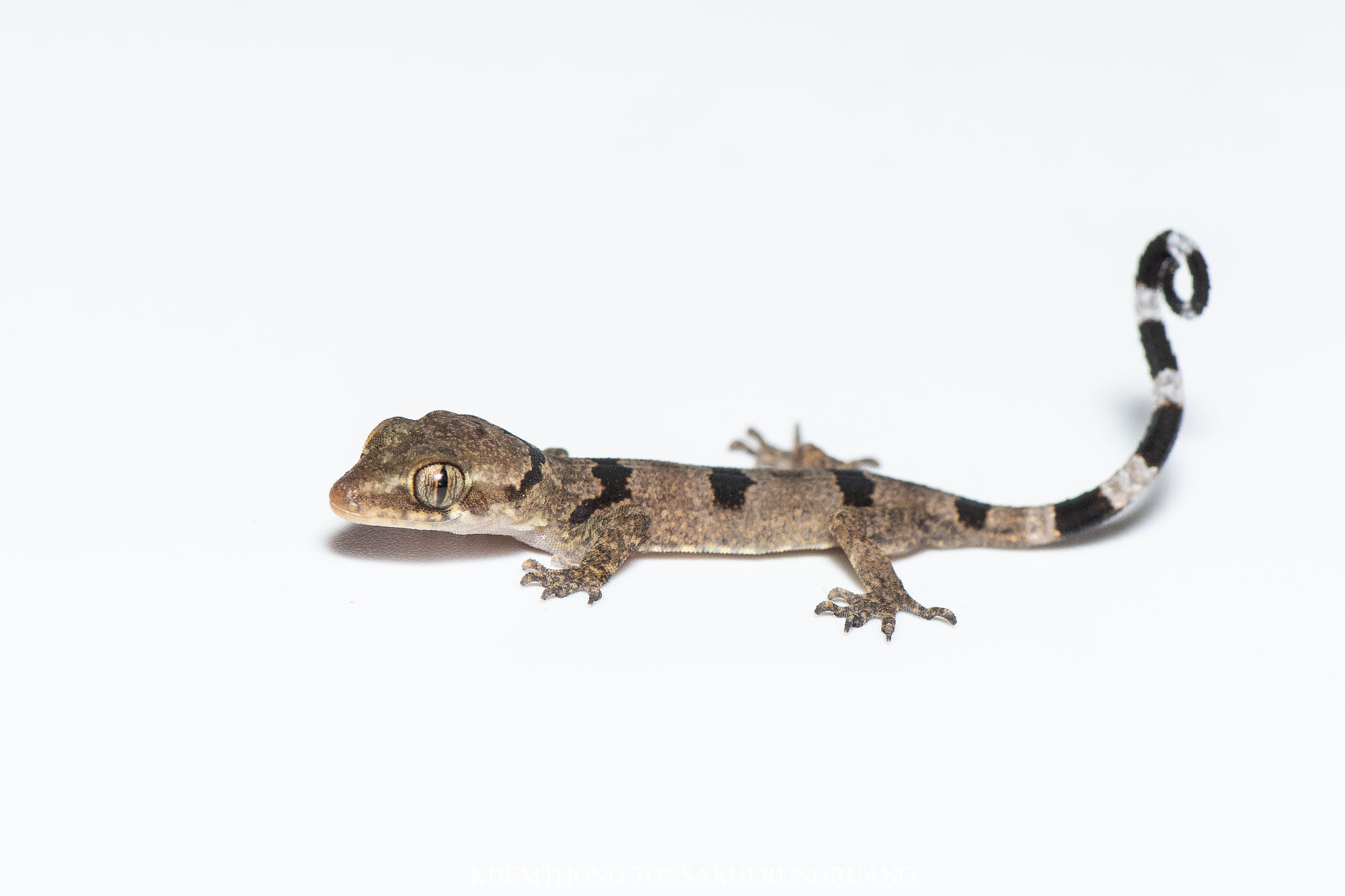 Thong Pha Phum Bent-Toed Gecko photo 5