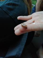 Amphimallon solstitiale