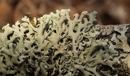 Powder-headed Tube Lichen