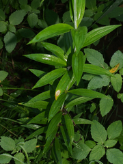 Lilium michiganense
