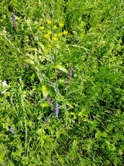 Bupleurum multinerve