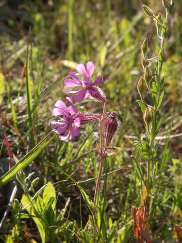 Mediterranean Catchfly