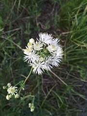 Thalictrum petaloideum