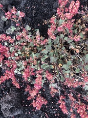 Rumex aetnensis