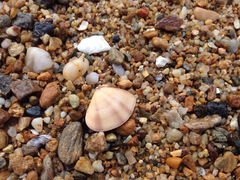 Macridiscus aequilatera