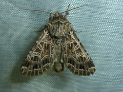 Sideridis reticulata