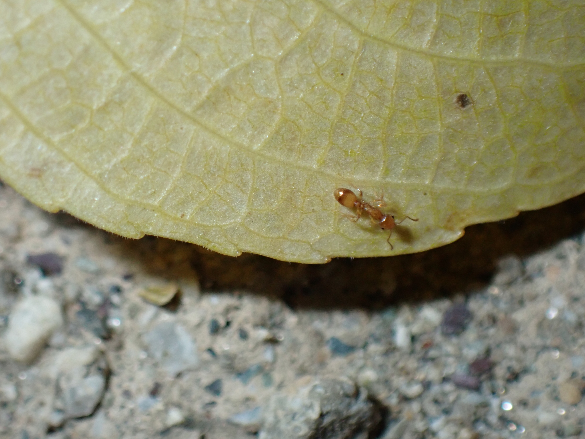 Temnothorax himachalensis