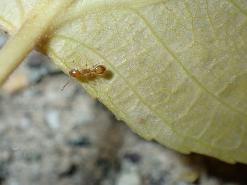 Temnothorax himachalensisTemnothorax himachalensis