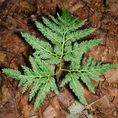 Sceptridium dissectum dissectum