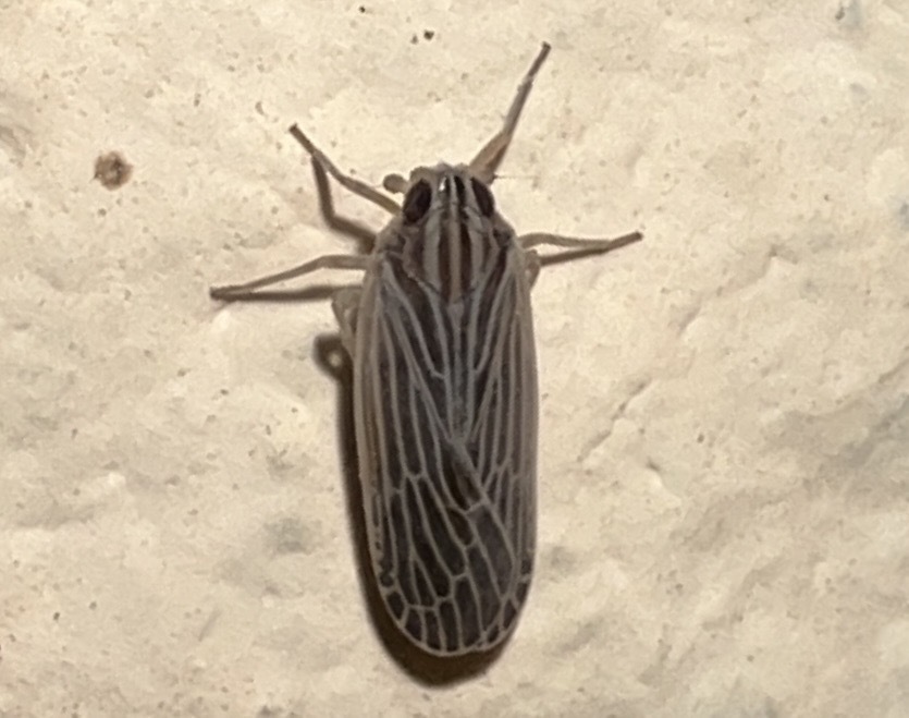 Ballomarius