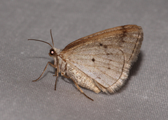 Lomographa glomeraria