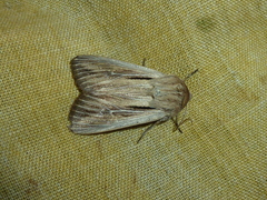 Leucania comma