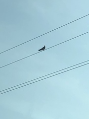 Ictinia mississippiensis