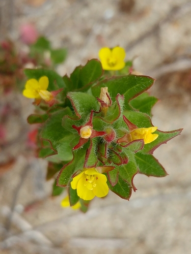 Image of Camissoniopsis guadalupensis by (c) Casey H. Richart, some rights reserved (CC BY)
