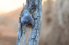 Pseudocalolampra