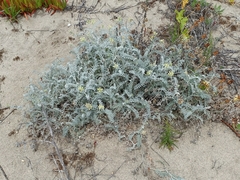 Astragalus miguelensis