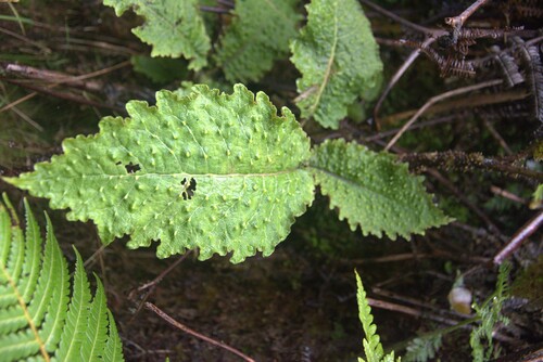 Cyanea aculeatiflora observed 2024-09-17