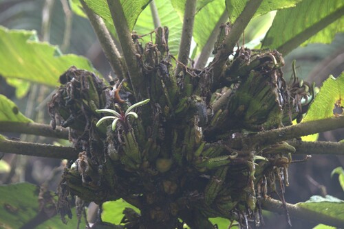 Cyanea aculeatiflora observed 2024-09-17