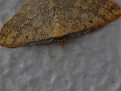 Lepidoptera