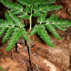 Sceptridium dissectum dissectum
