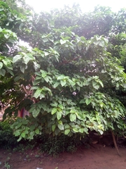 Ficus polita