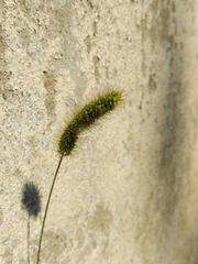 Setaria viridis viridis