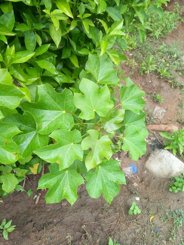 Jatropha curcas image