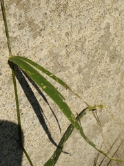 Setaria viridis viridis