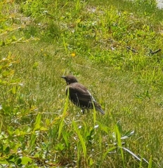 Sturnus vulgaris