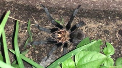 Aphonopelma armada