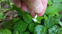 Hylodesmum pauciflorum