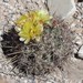 Coryphantha robustispina uncinata - Photo (c) jamesdvonloh，保留部份權利CC BY-NC