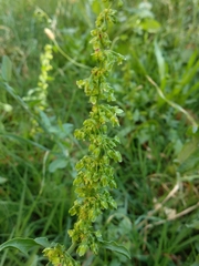 Rumex