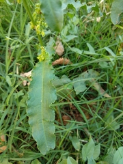 Rumex