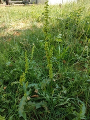 Rumex