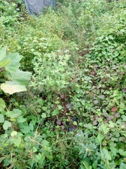 Acanthospermum hispidum