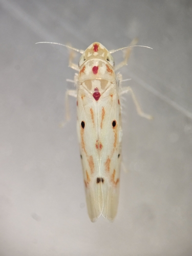 Illinois Grape Leafhopper