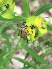 Macrodactylus subspinosus