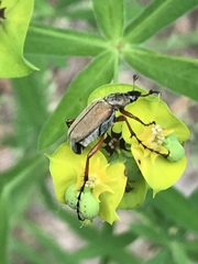 Macrodactylus subspinosus