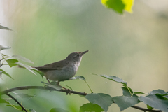 Helopsaltes fasciolatus