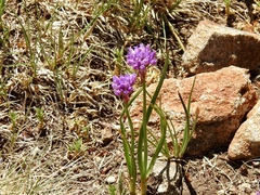 Allium geyeri