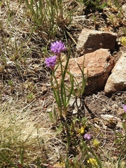 Allium geyeri