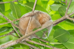 Cyclopes didactylus