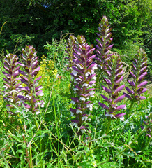 Acanthus spinosus