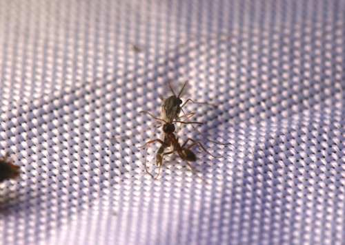 iNaturalist observation photo of Argentine Ant