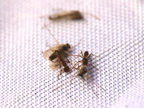 iNaturalist observation photo of Argentine Ant