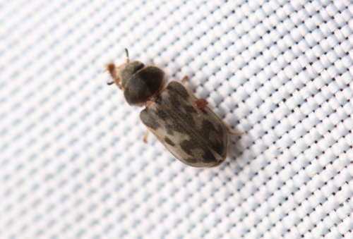 iNaturalist observation photo of Heterocerus